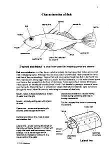 Pencil Fish Characteristics and How to Keep Them .